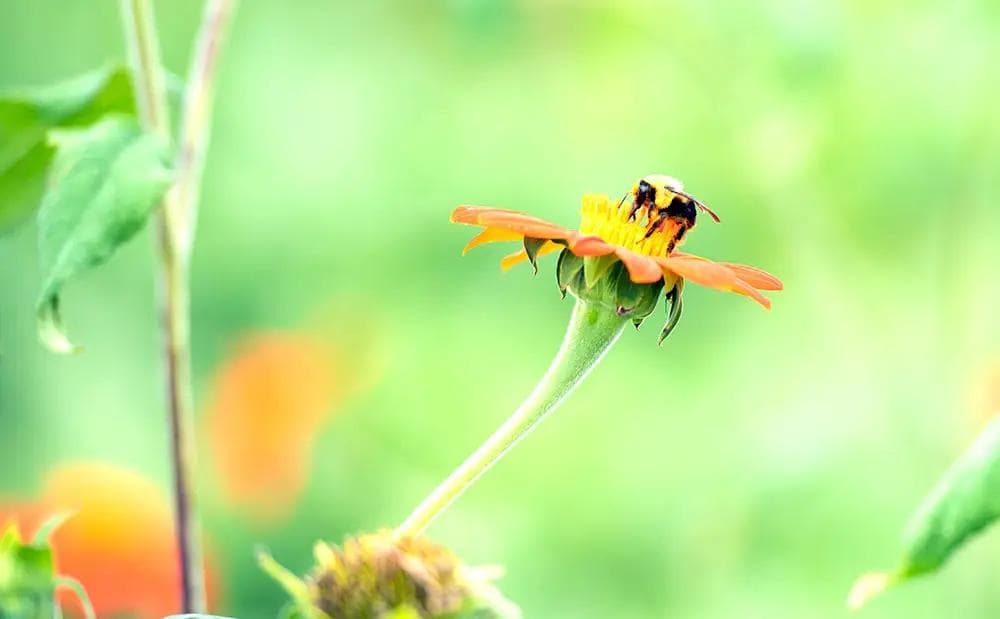 A pollinator sitting on a flower in a grassy pasture